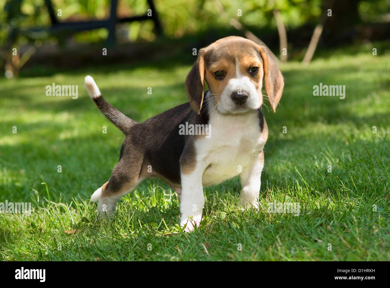 Beagle Welpen im Garten Stockfoto