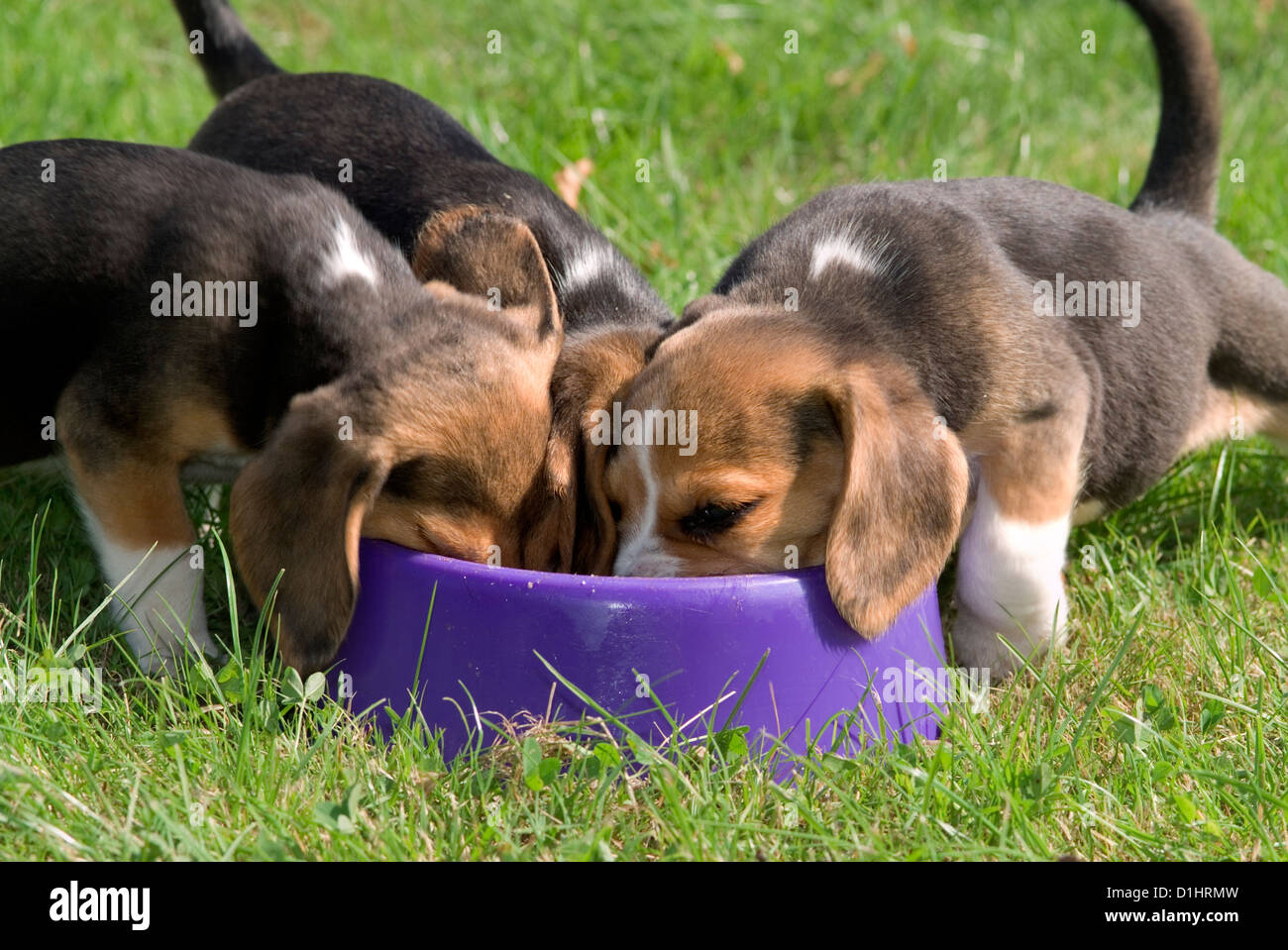 Beagle Welpen im Garten Stockfoto