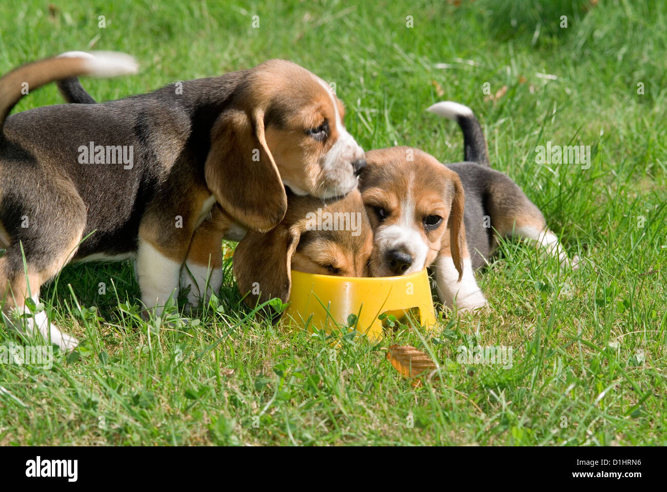 Beagle Welpen im Garten Stockfoto