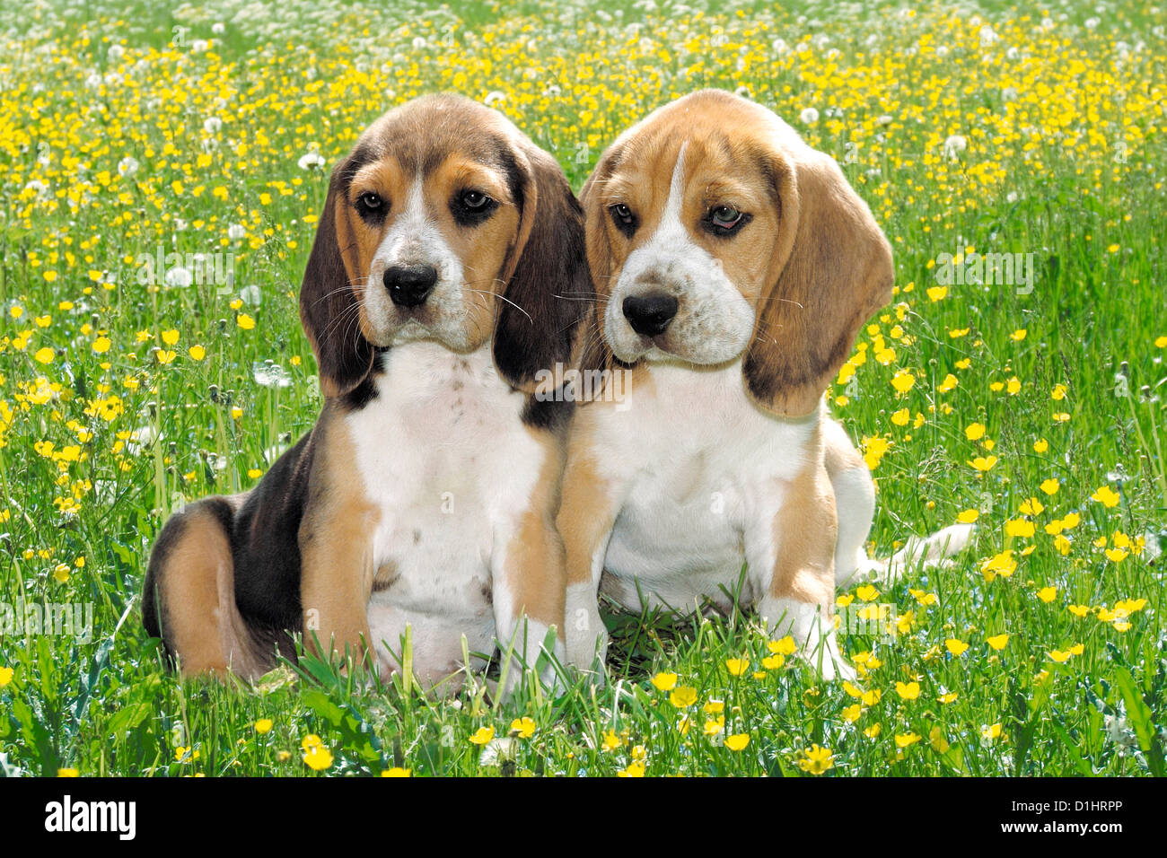 Outdoor Portrait paar junge Beagle Welpen Stockfoto