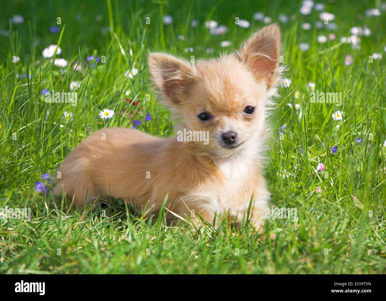 Junger Chihuahua-Welpe in der Wiese Stockfoto
