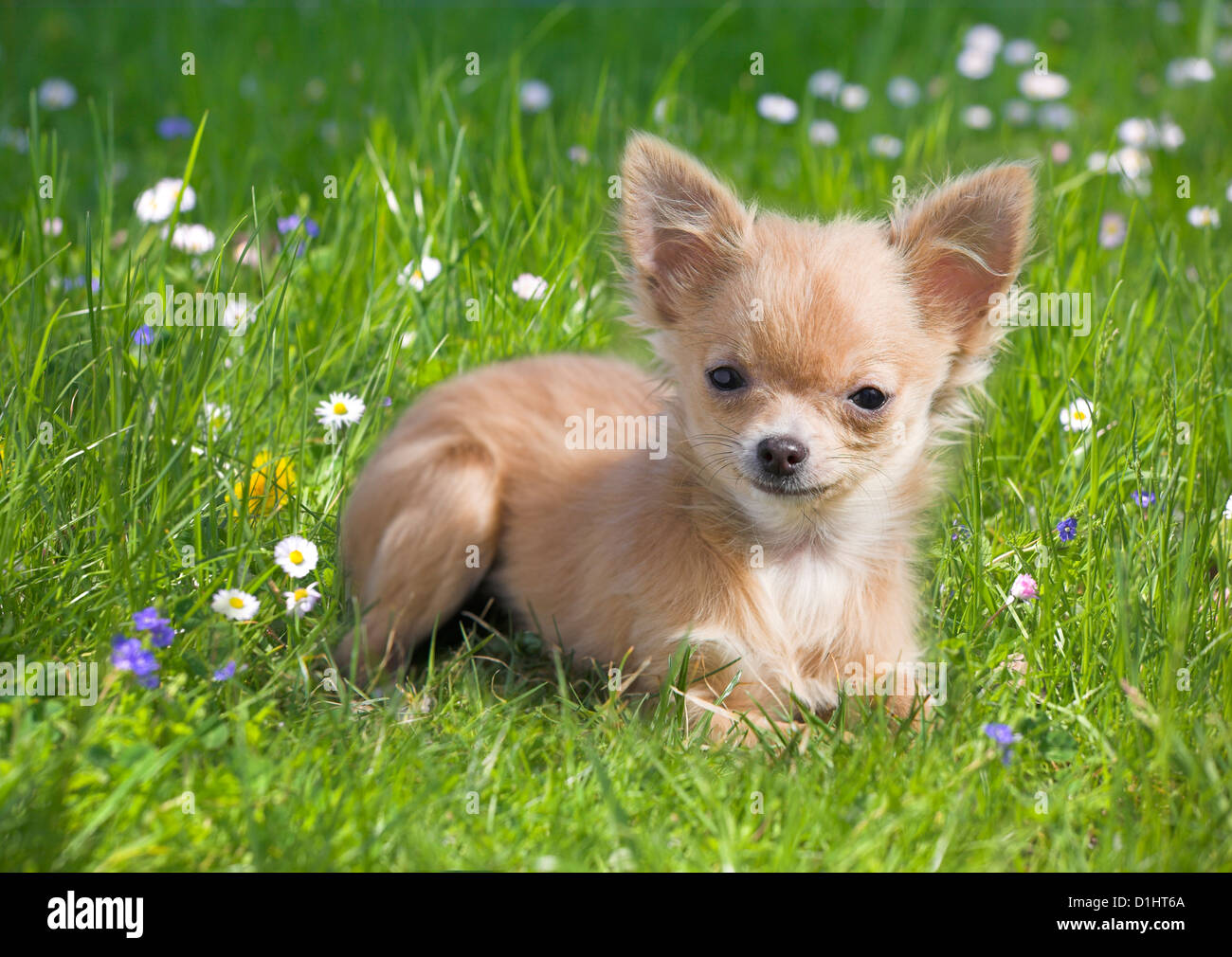 Junger Chihuahua-Welpe in der Wiese Stockfoto