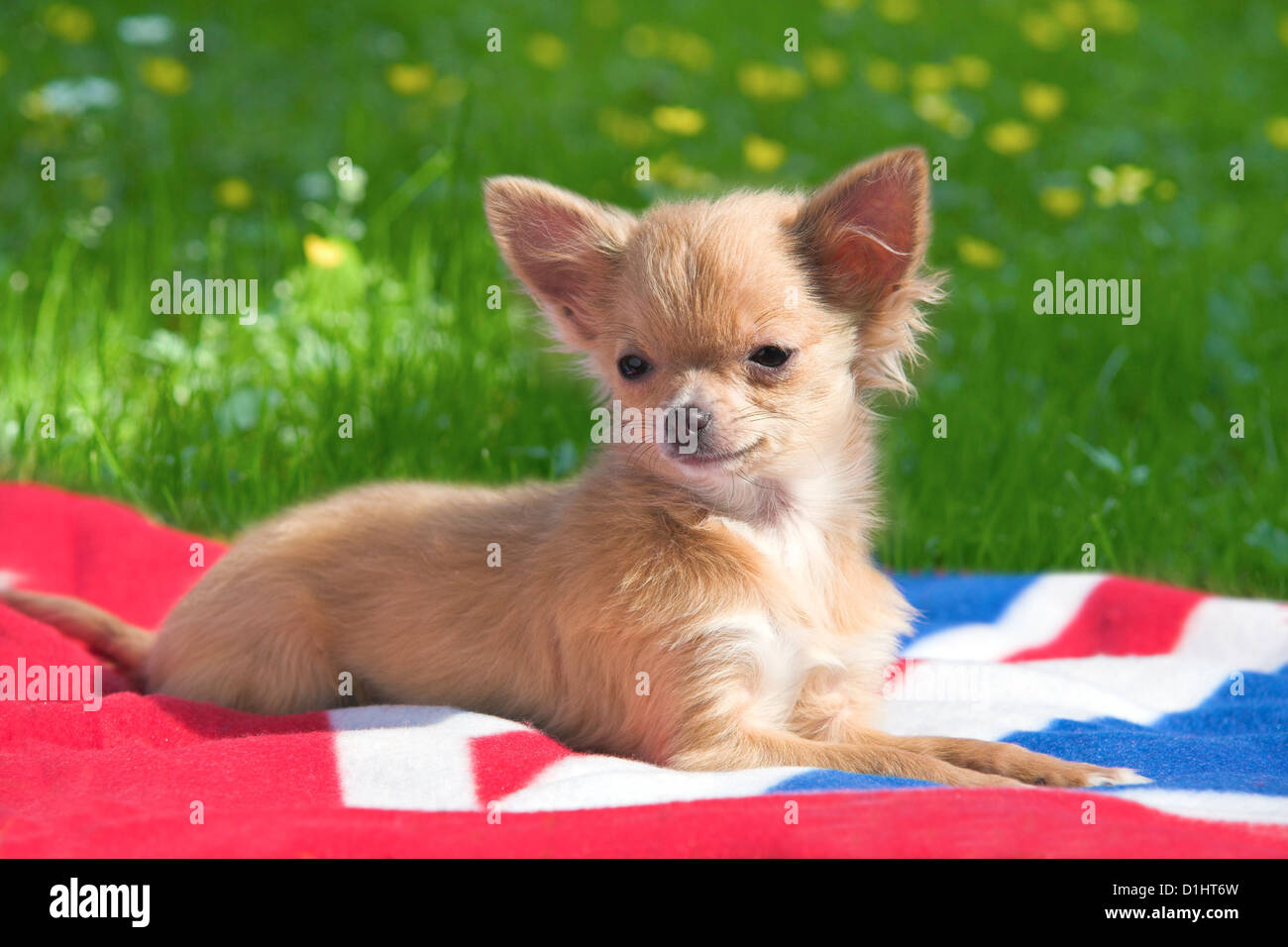 Junger Chihuahua-Welpe Stockfoto
