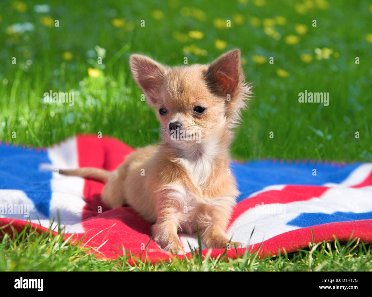 Junger Chihuahua-Welpe Stockfoto