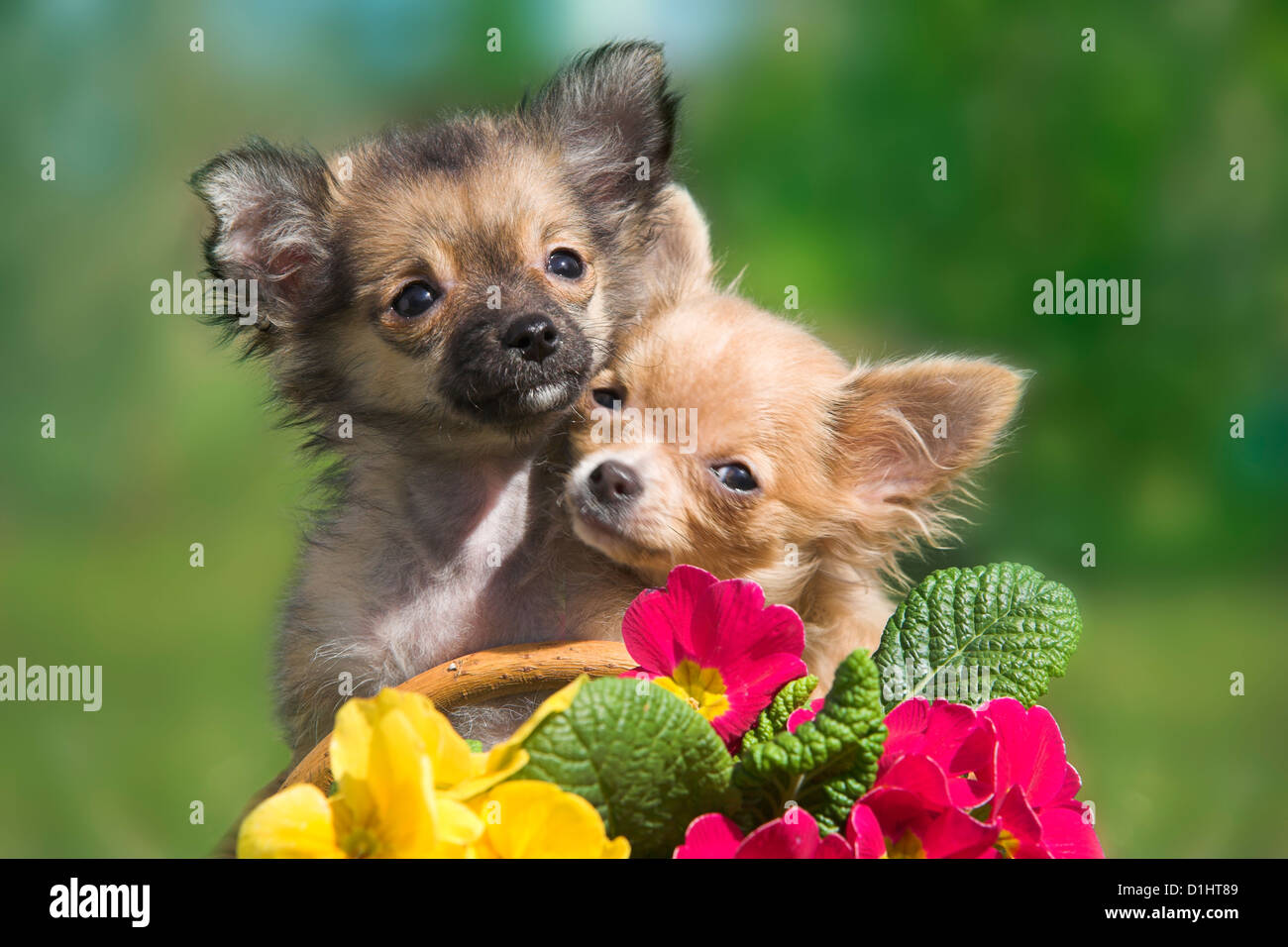 Kleine Chihuahua Welpen Stockfoto