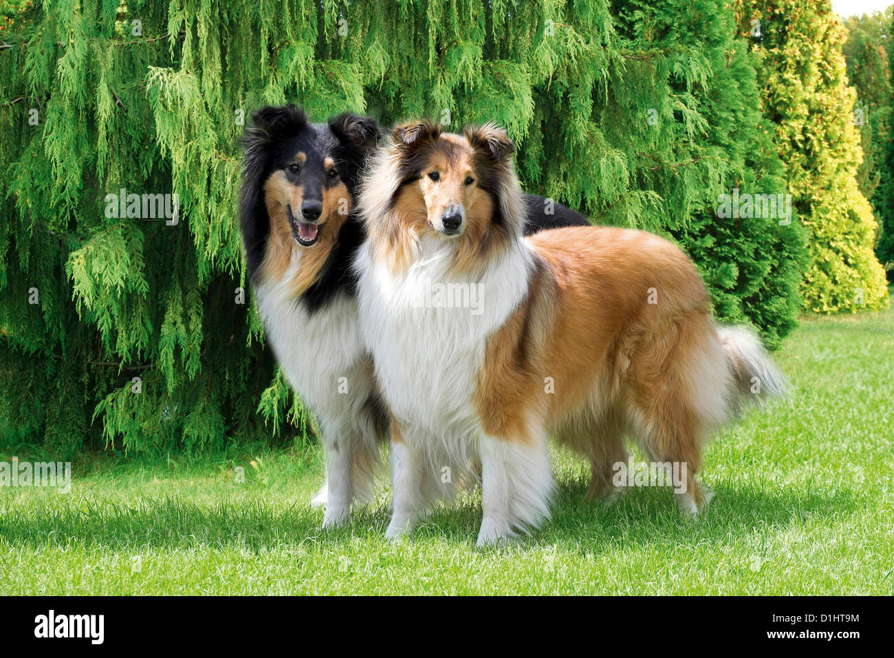 Collie Hunde im Garten Stockfoto