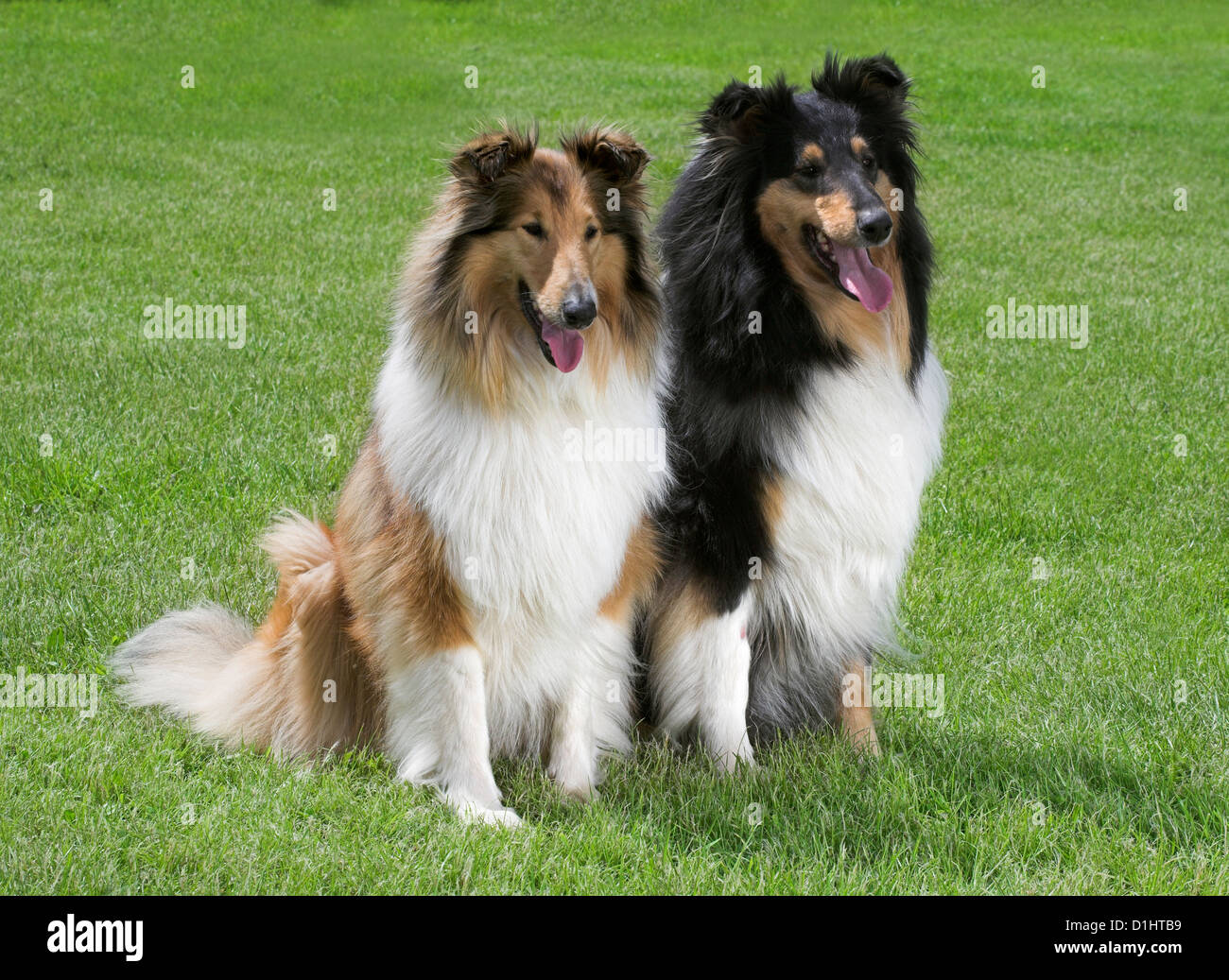 Collie Hunde im Garten Stockfoto