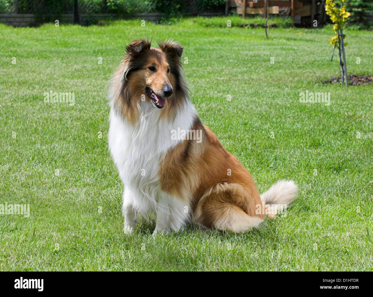 Collie Hund im Garten Stockfoto