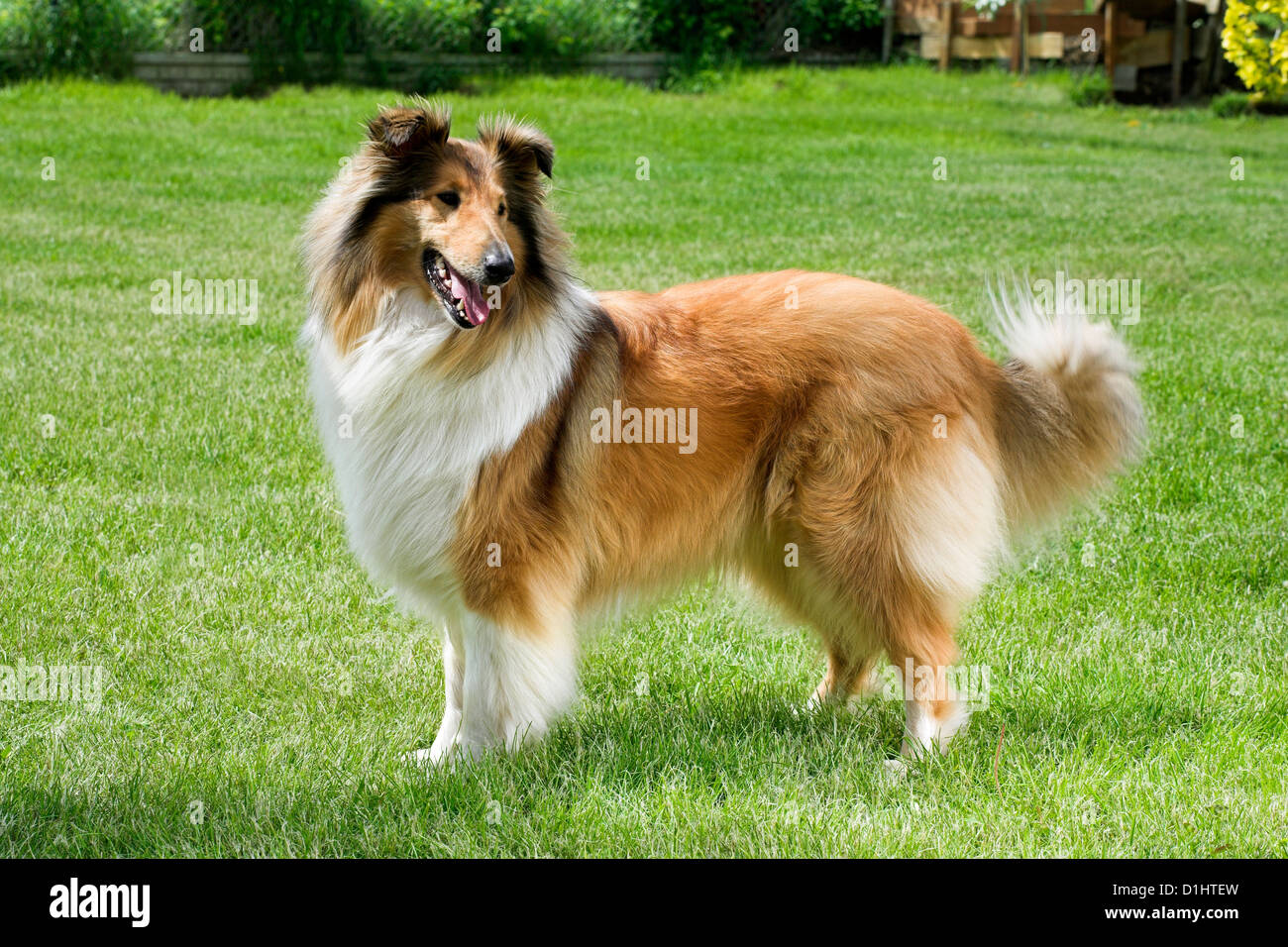 Collie Hund im Garten Stockfoto