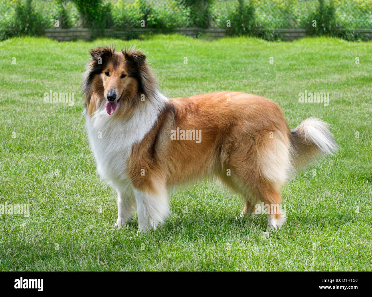Collie Hund im Garten Stockfoto