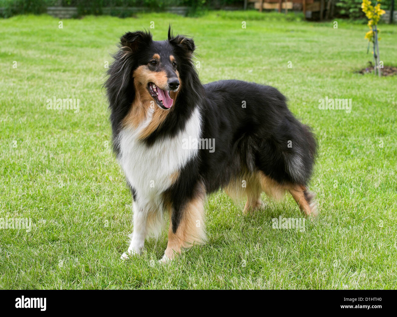 Collie Hund im Garten Stockfoto