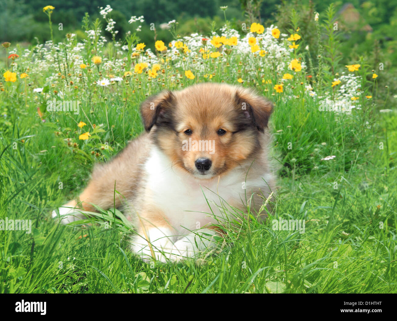 Outdoor Portrait des Shetland Sheepdog Hund im Garten Stockfoto