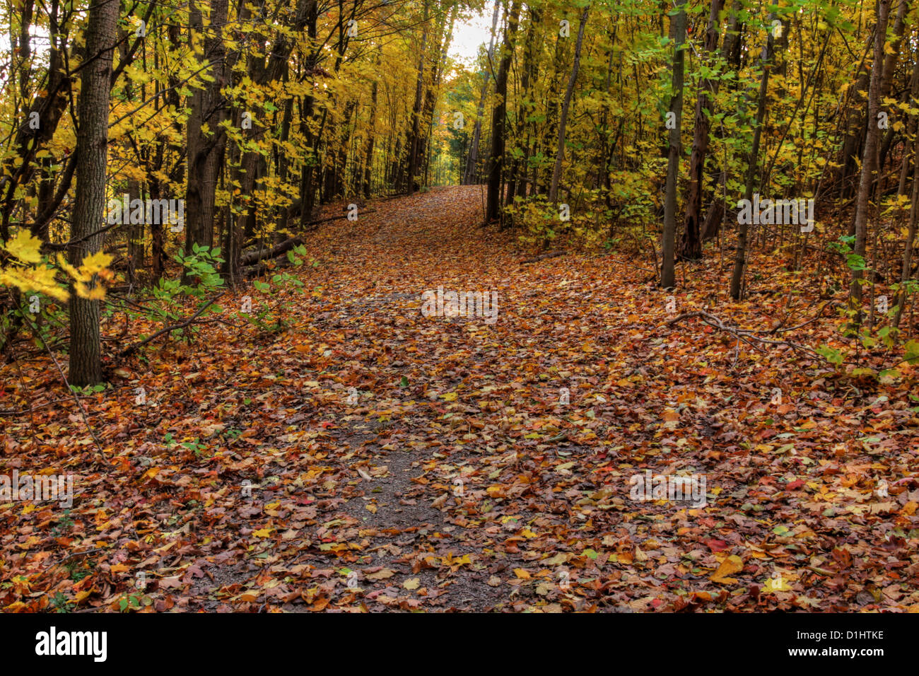 Herbst-Trail im Sonnenlicht Stockfoto