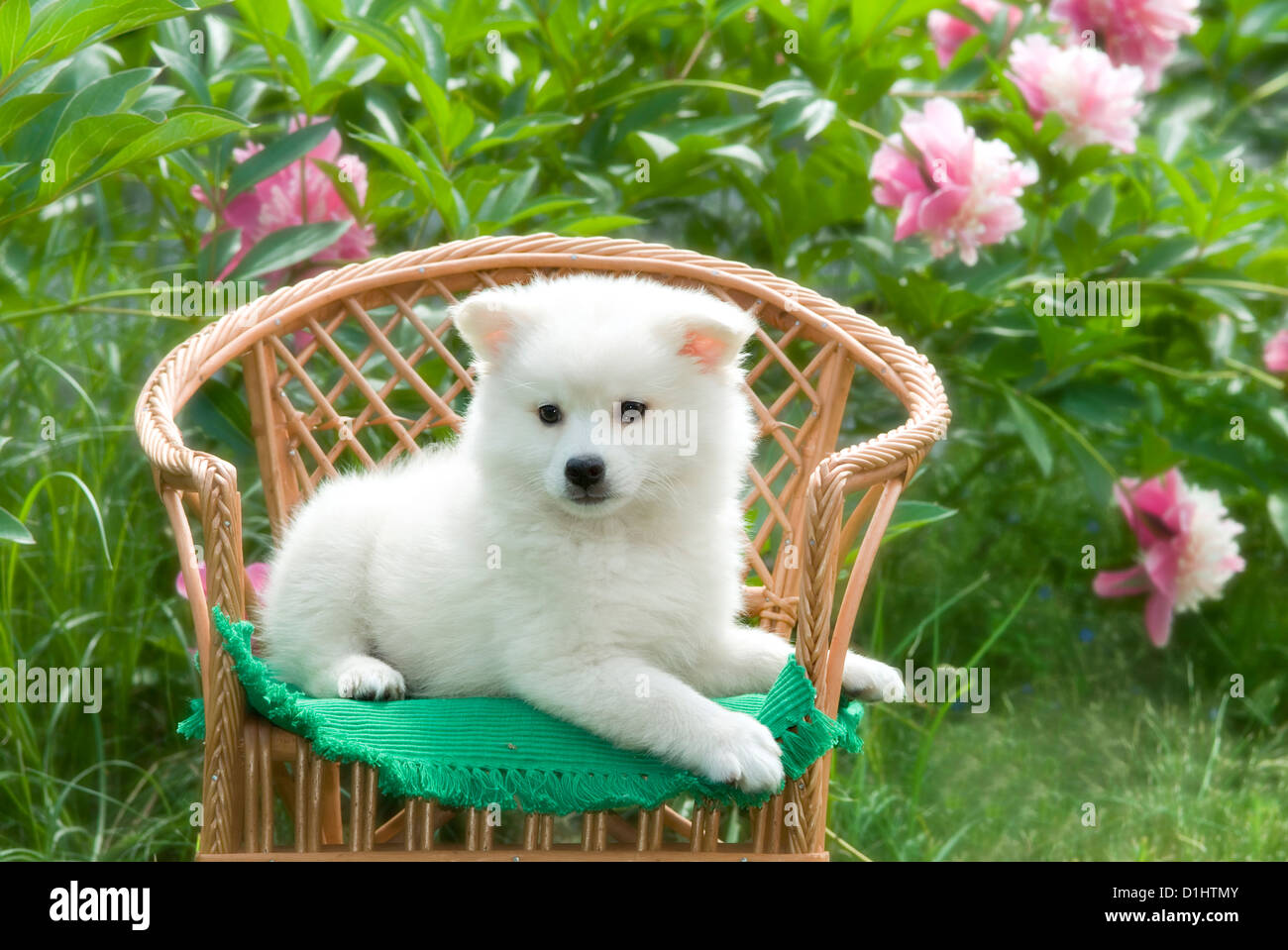 Jung Spitz auf dem Stuhl Stockfoto