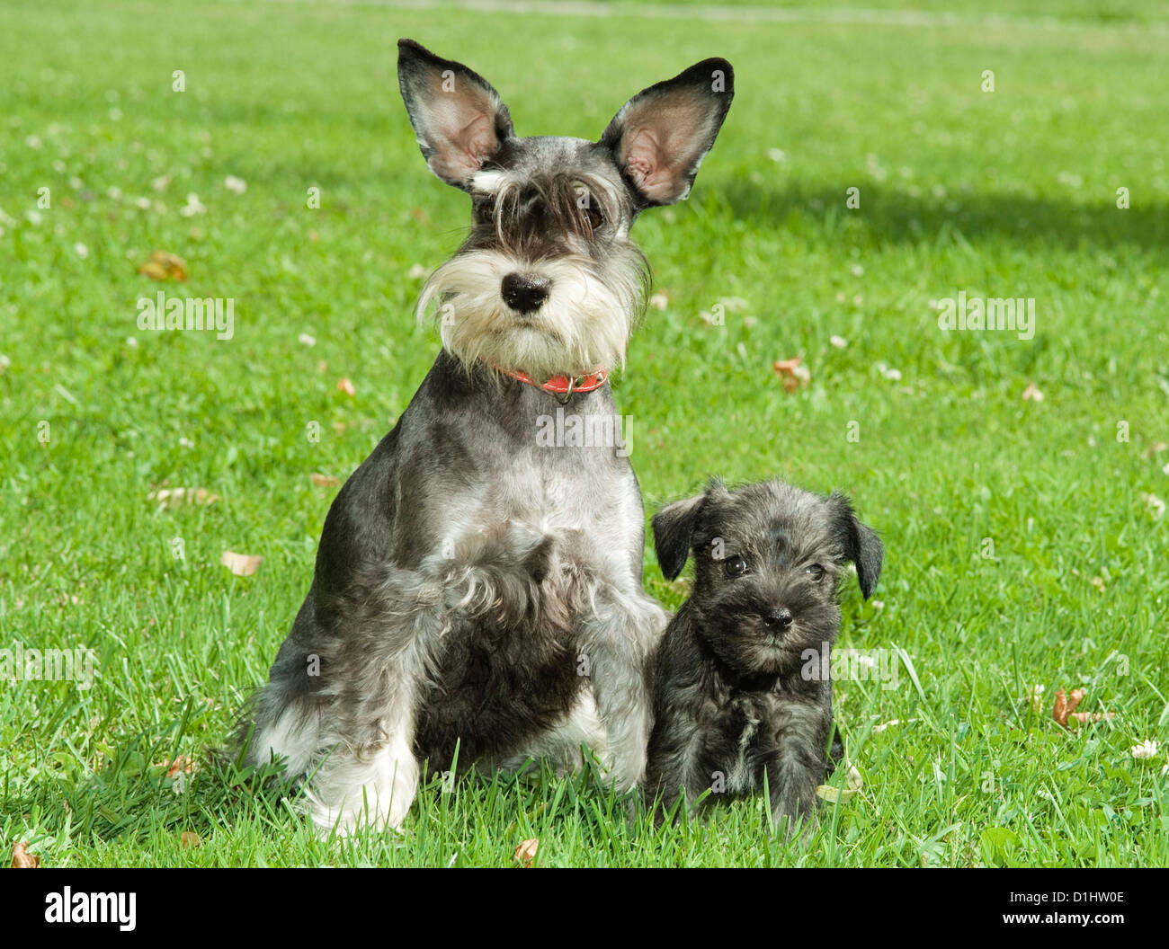Schnauzer-Hunde auf der Wiese Stockfotografie - Alamy