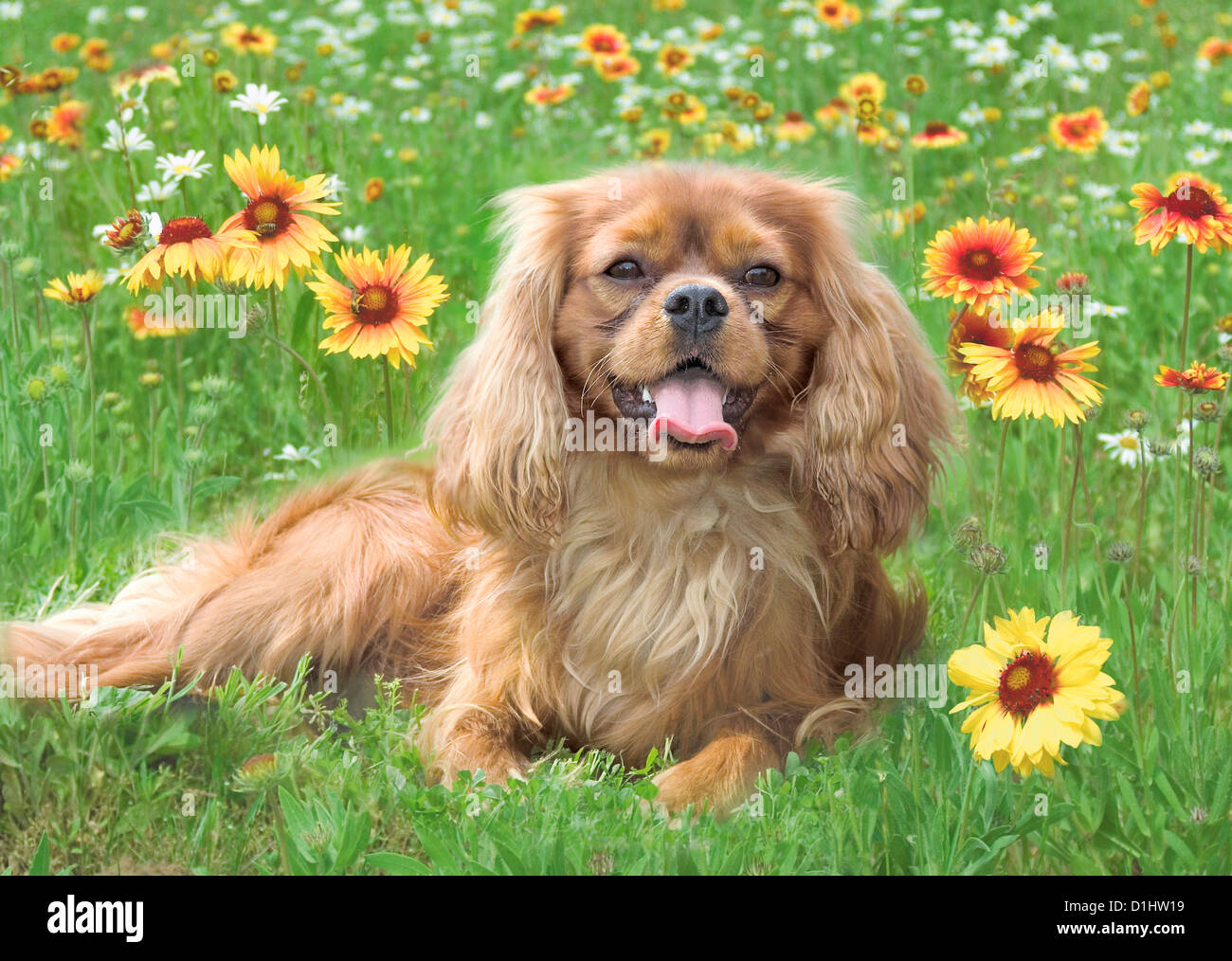 Cavalier King Charles Spaniel Hund im Garten Stockfoto