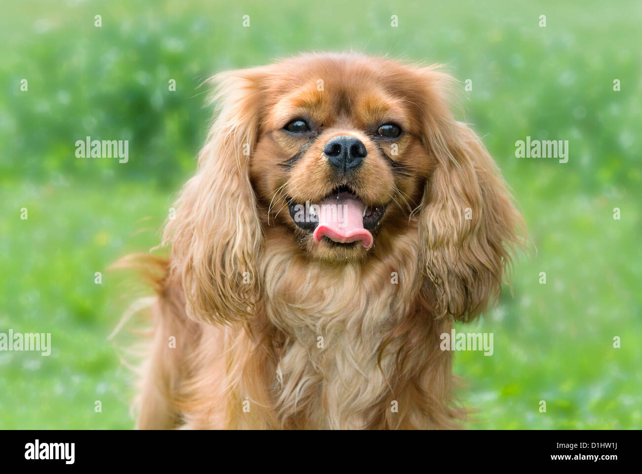 Cavalier King Charles Spaniel Hund im Garten Stockfoto