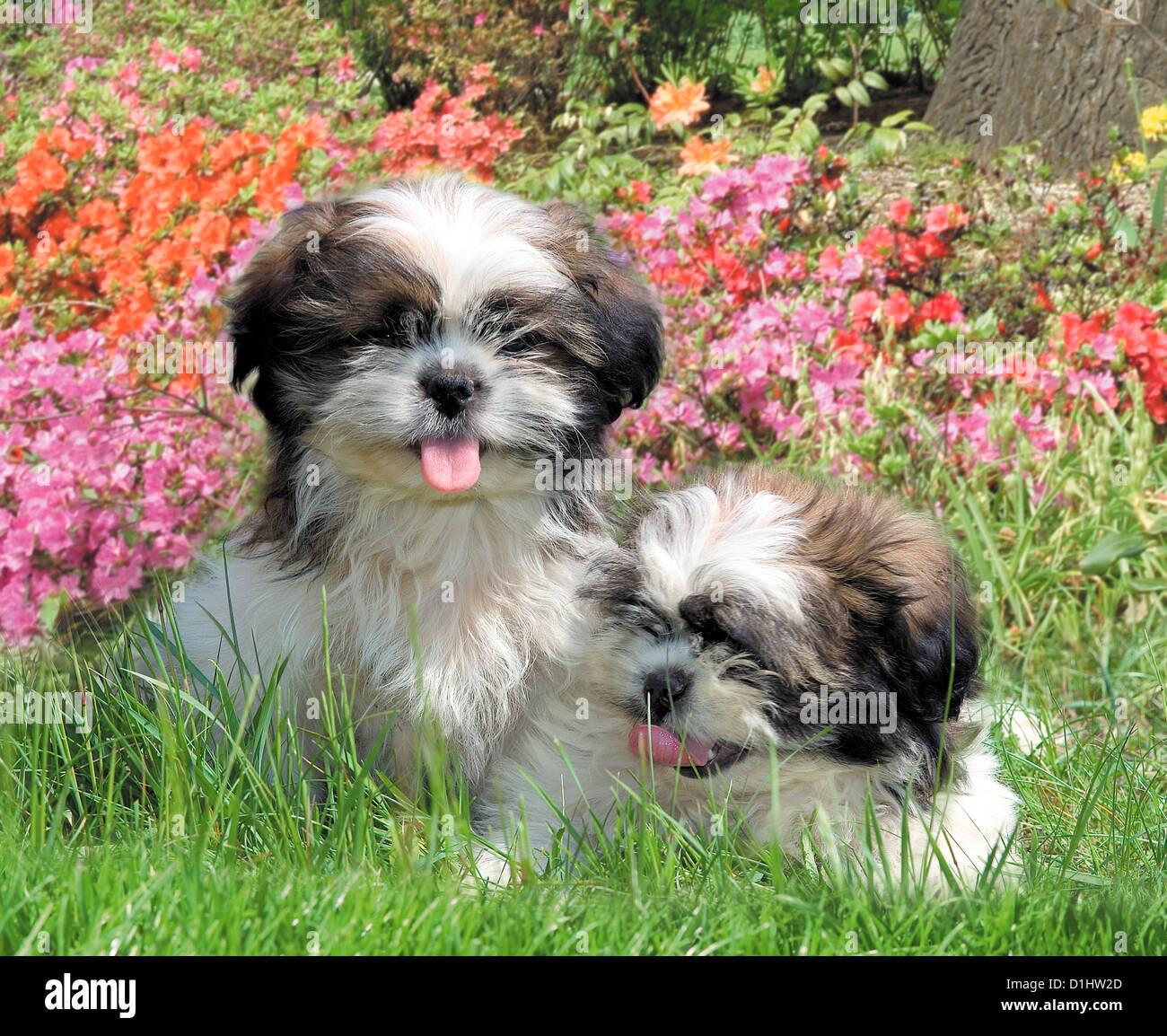 Shih Tzu Hunde im Garten Stockfoto