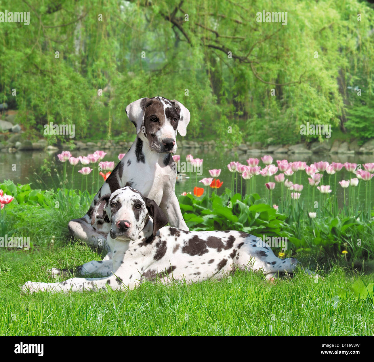Deutsch Dane Hunde im Garten Stockfoto