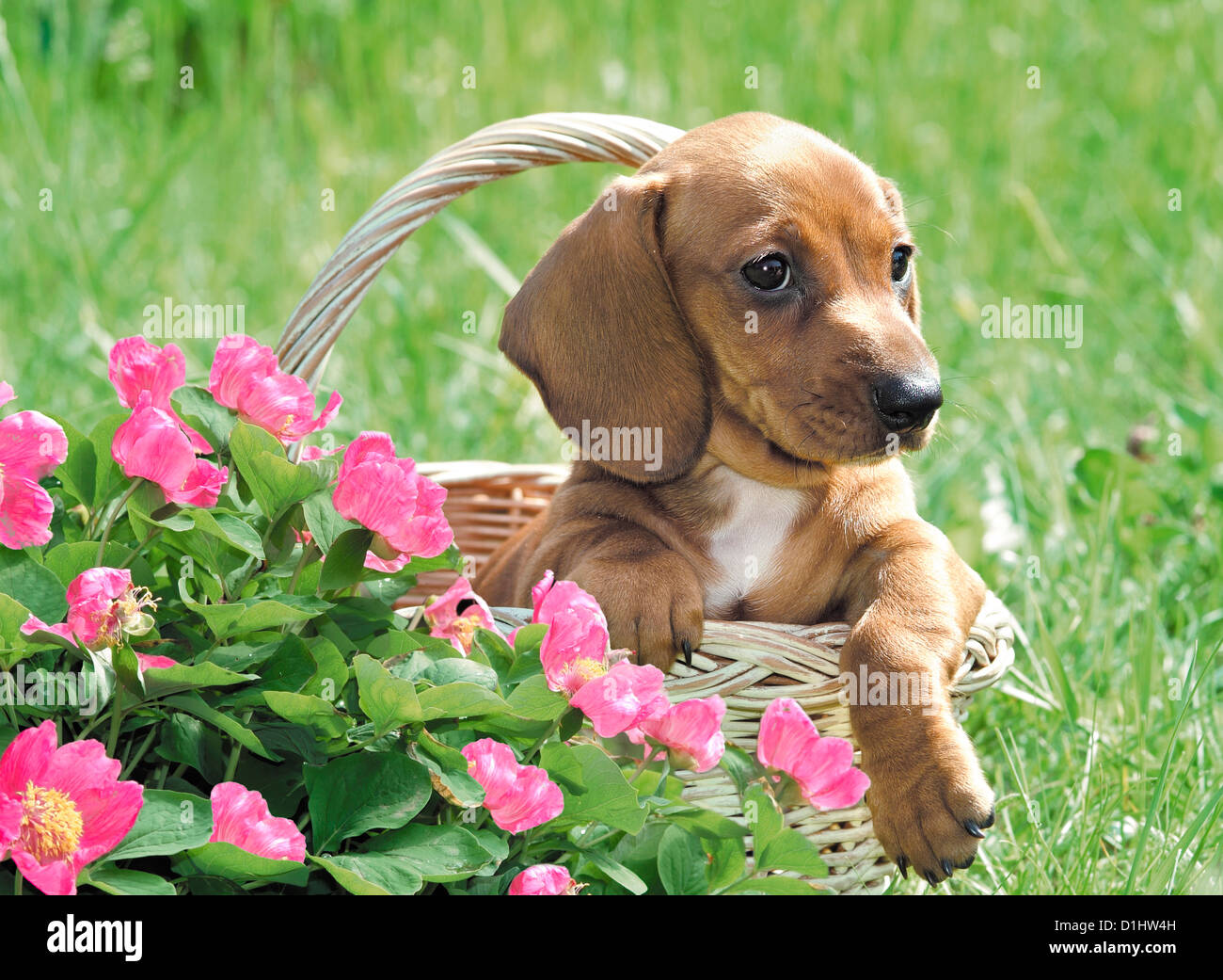 Drahthaar Dackel Hunde in den Korb Stockfoto