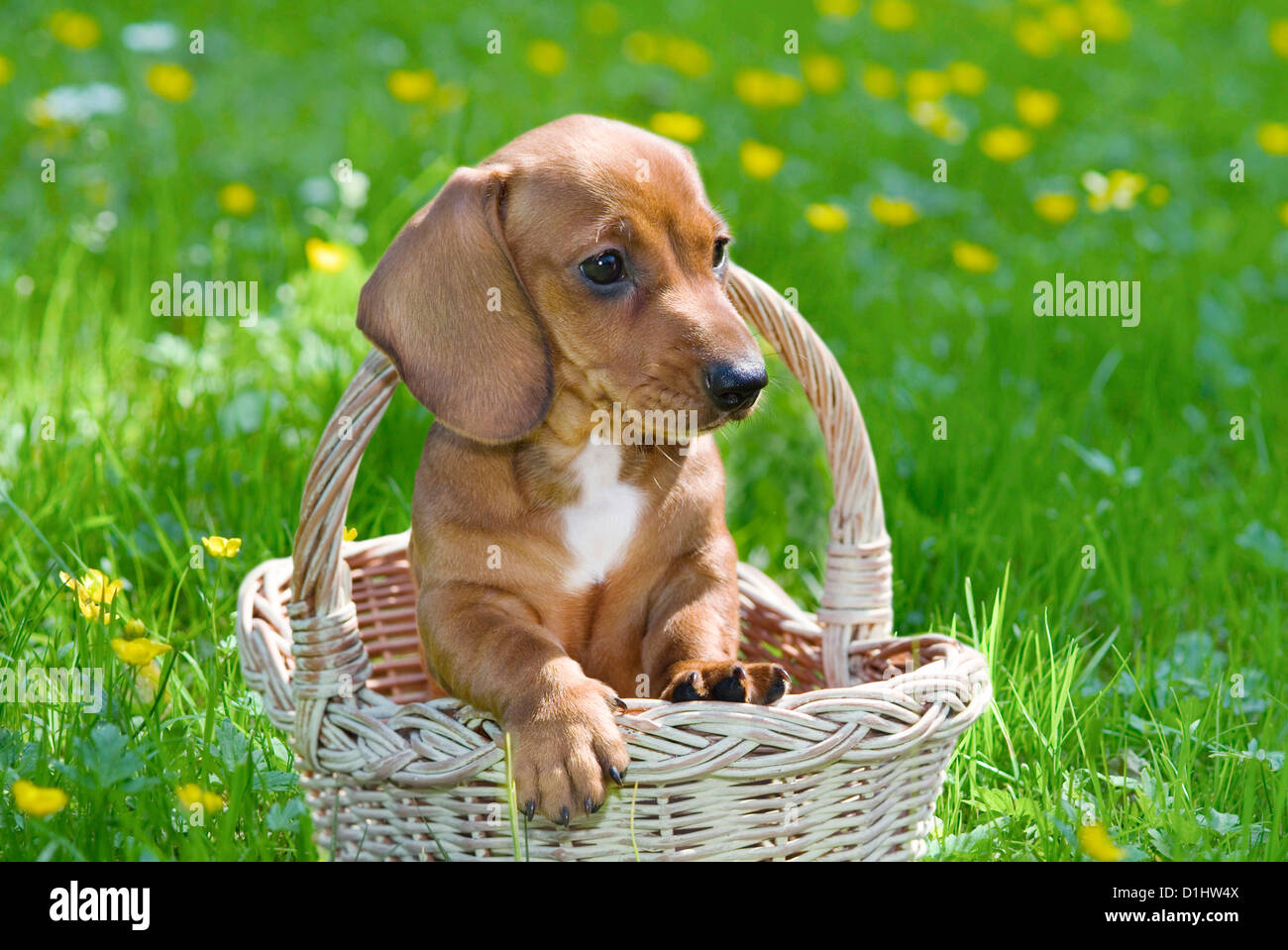Drahthaar Dackel Hunde in den bsket Stockfoto