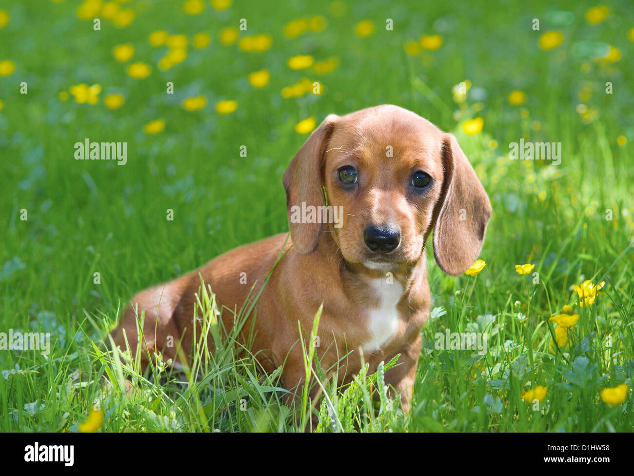 Drahthaar Dackel Hund im Garten Stockfoto