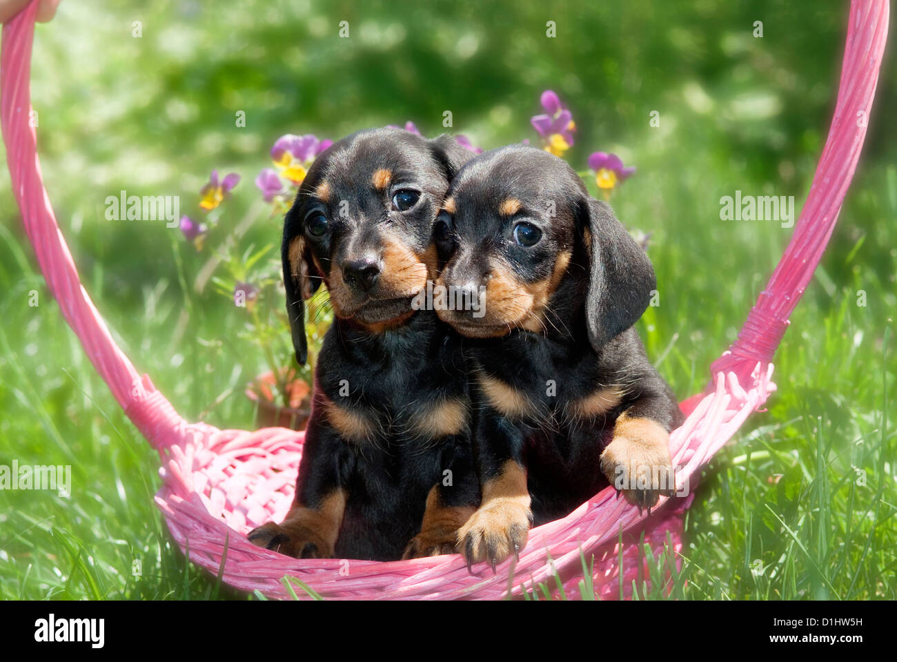 Outdoor Portrait paar Drahthaar Dackel Hunde im Garten Stockfoto