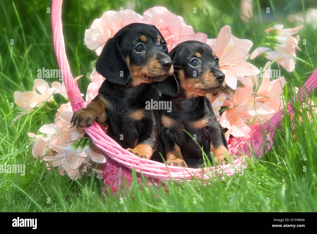 Drahthaar Dackel Hunde im Garten Stockfoto