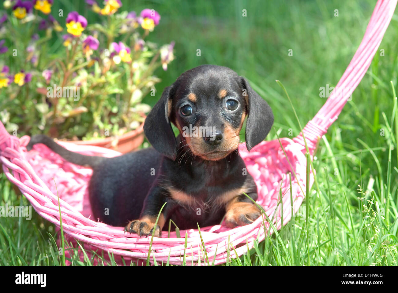 Drahthaar Dackel Hund im Garten Stockfoto