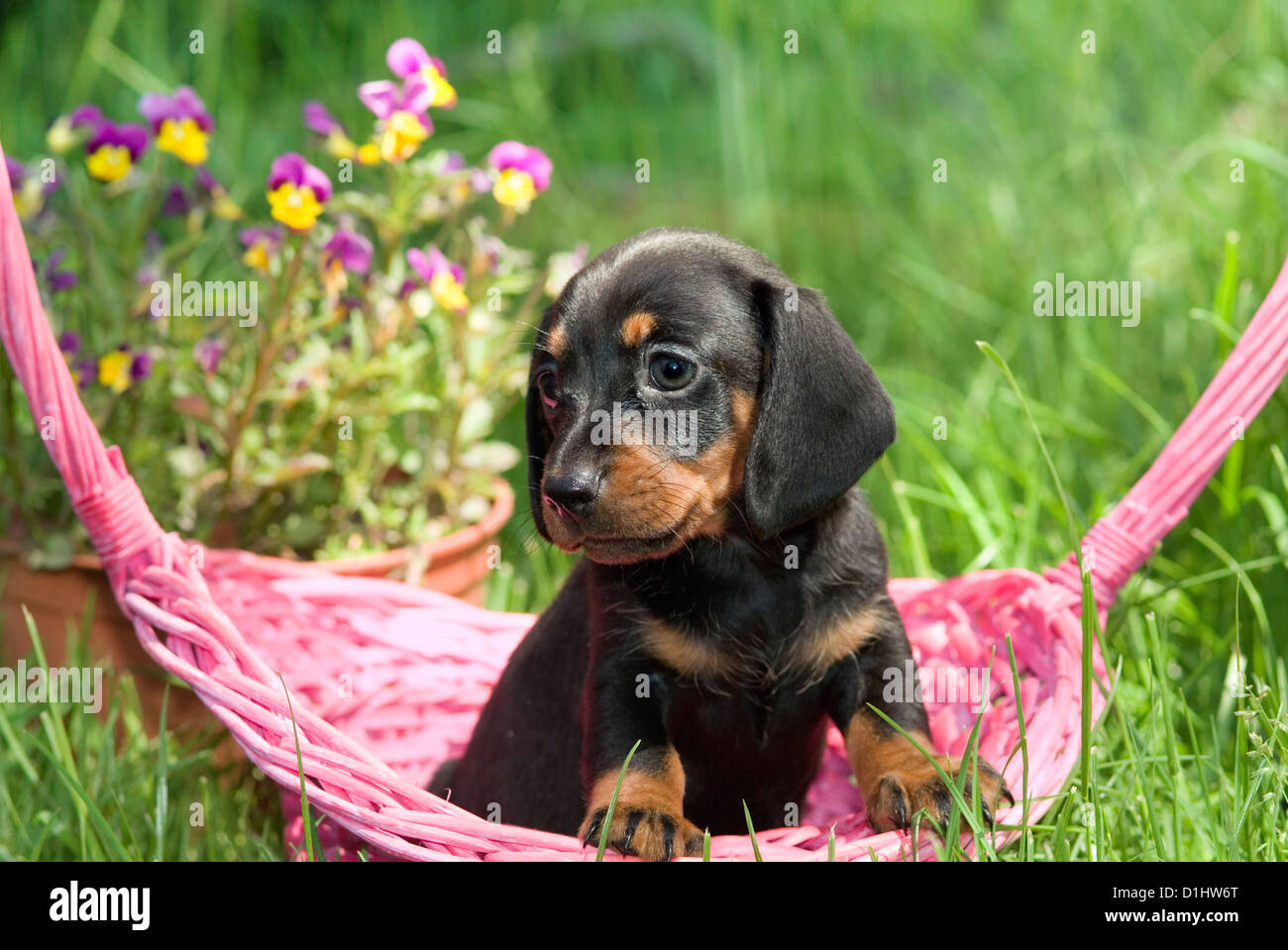 Drahthaar Dackel Hund im Garten Stockfoto
