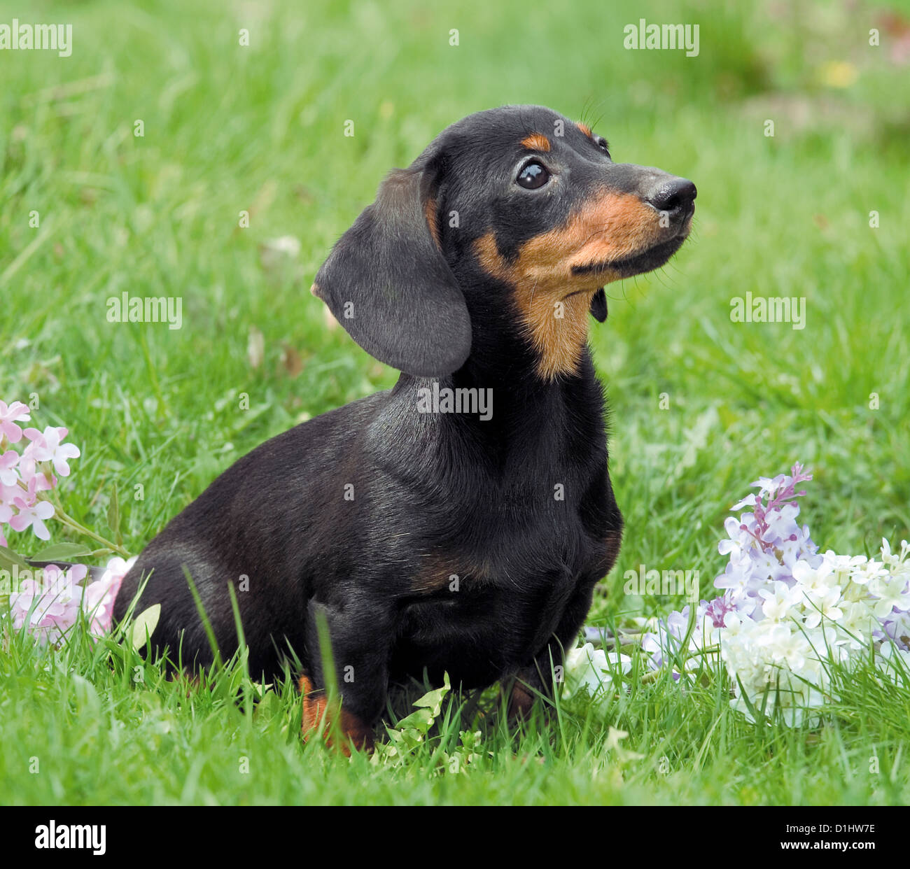 Drahthaar Dackel Hund im Garten Stockfoto