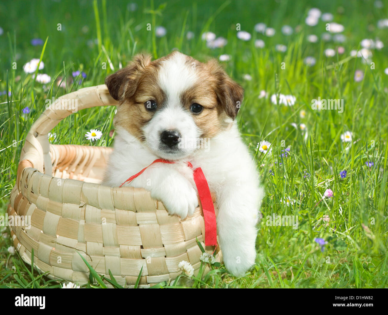Outdoor Portrait von niedlichen jungen Welpen im Korb Stockfoto