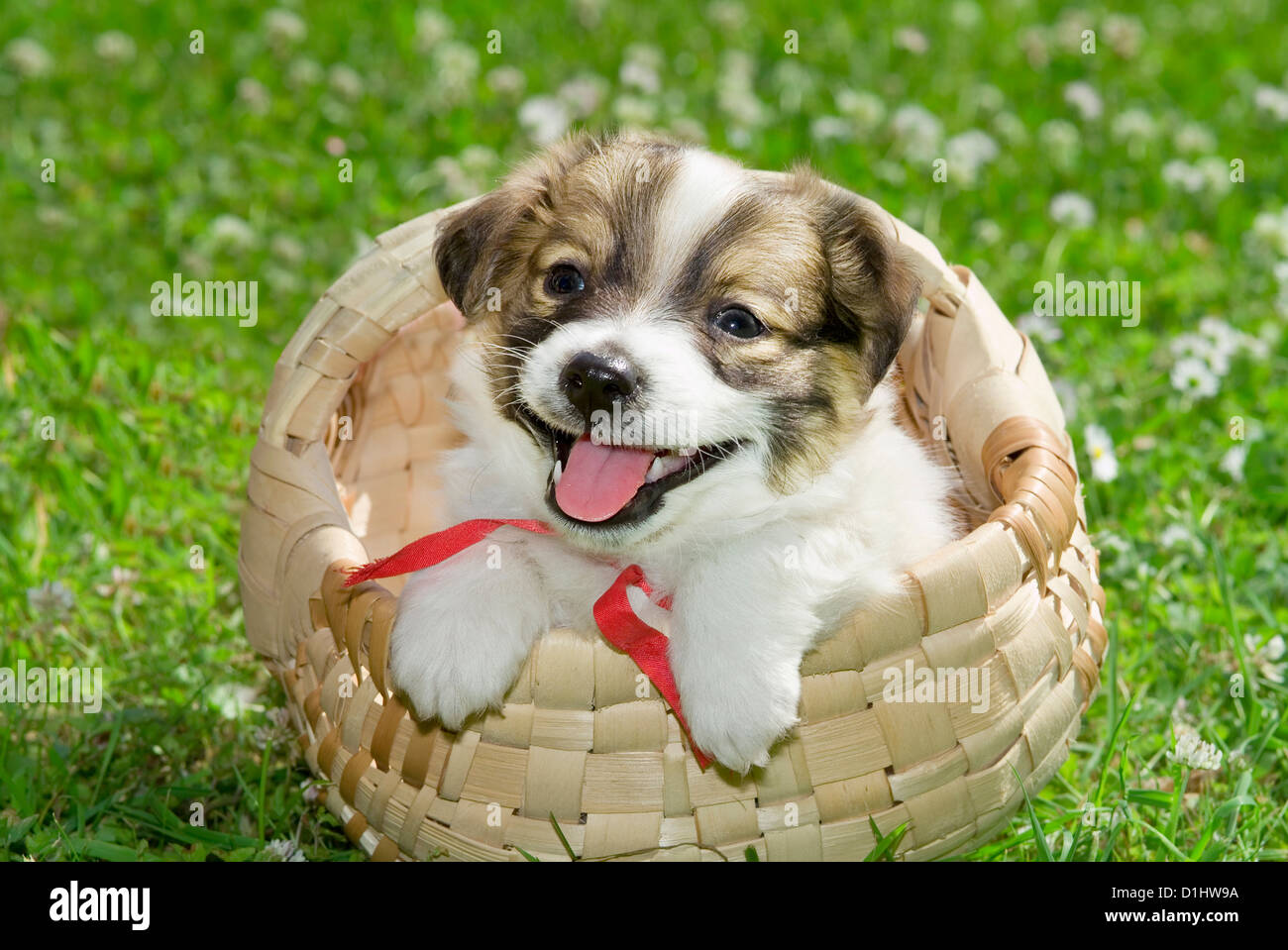 Halbe Rasse Welpen im Korb Stockfoto