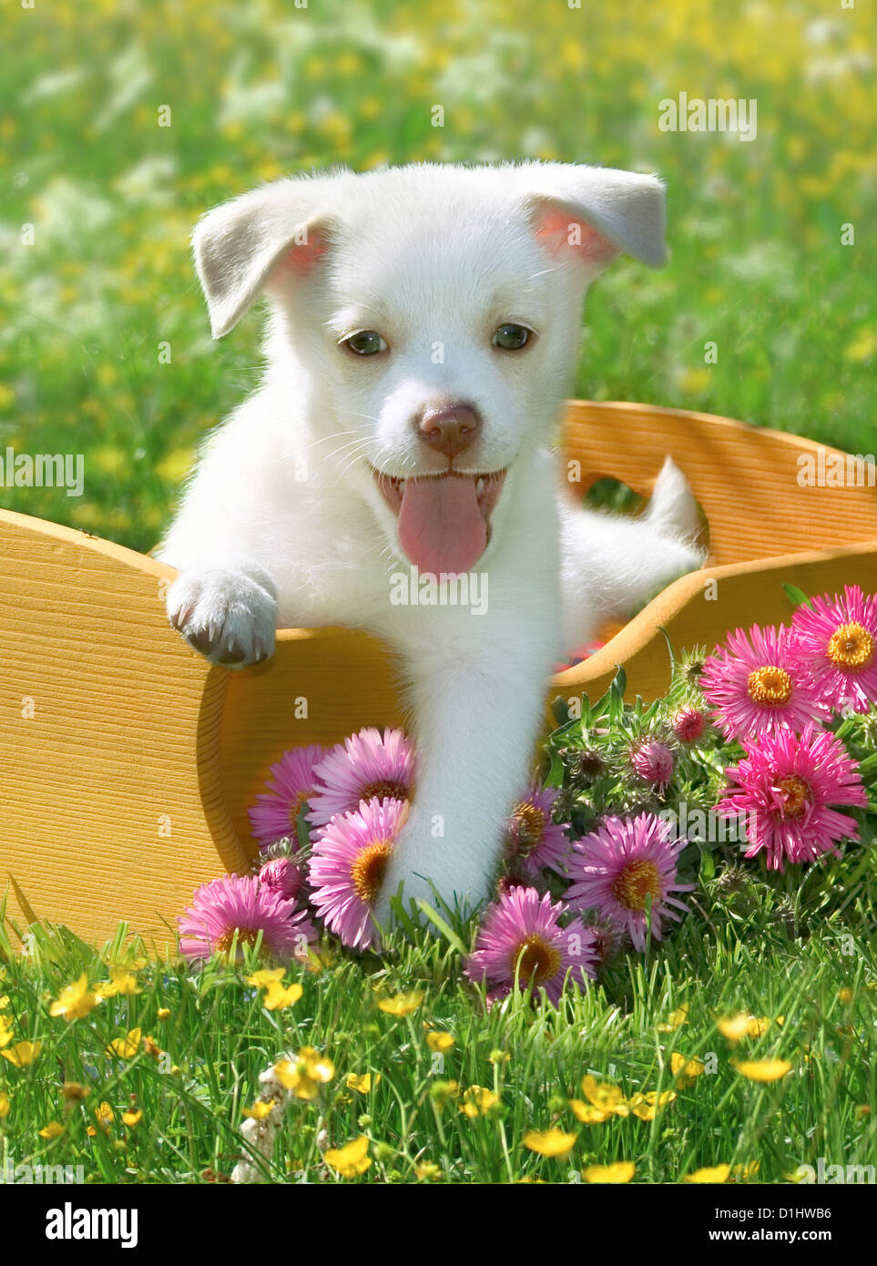 Halbe Rasse Welpen im Garten Stockfoto