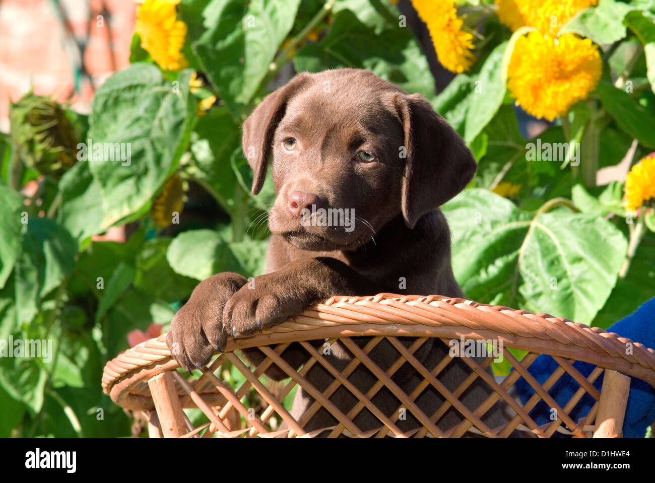 Labrador Retriever Hund im Korb Stockfoto
