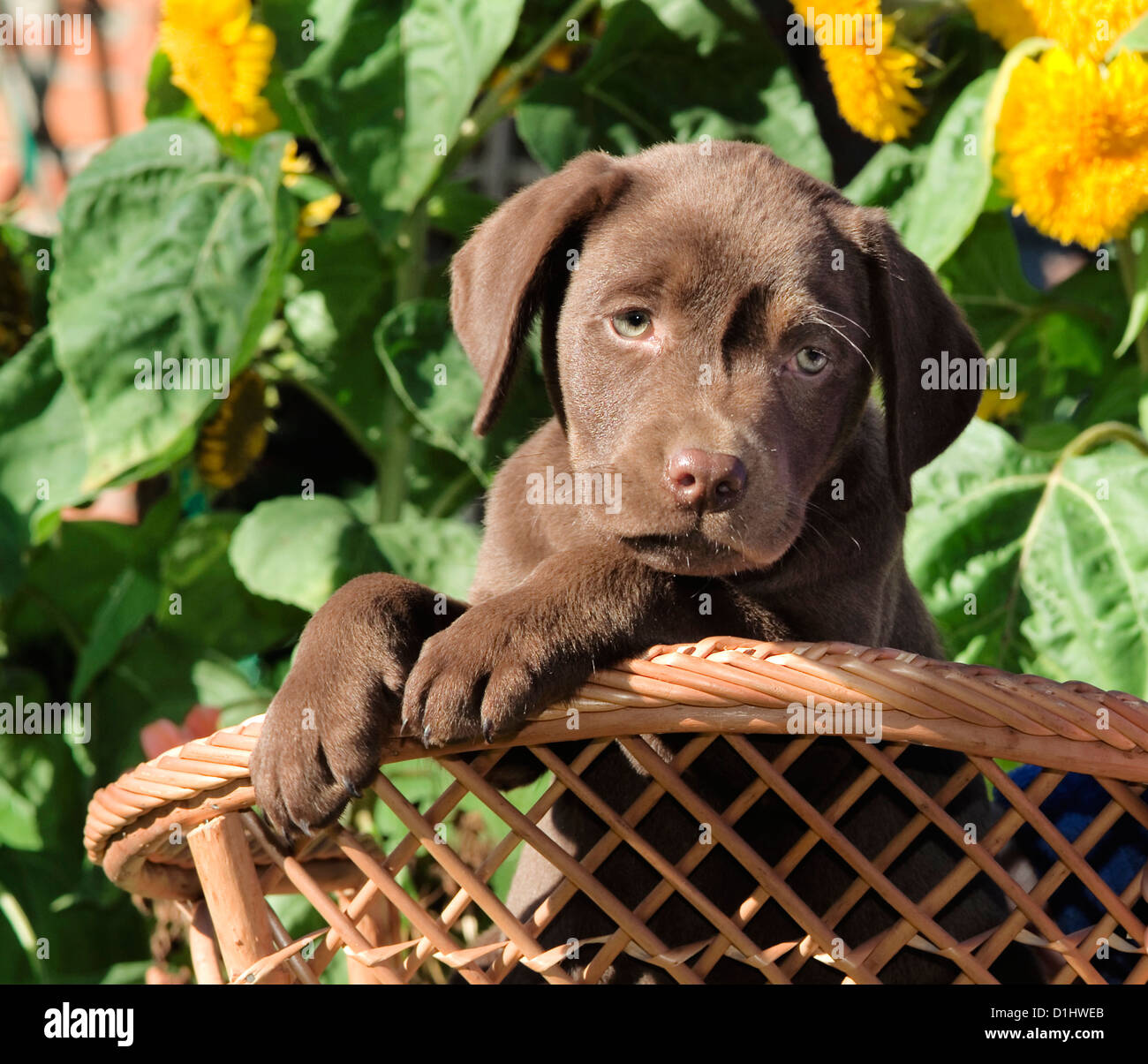 Labrador Retriever Hund im Korb Stockfoto