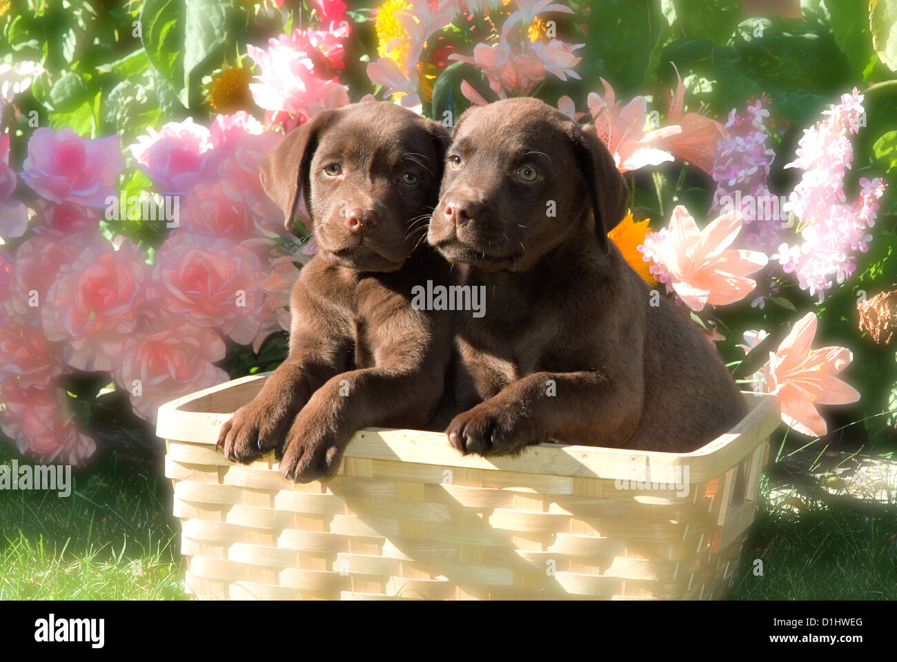 Labrador Retriever Hunde in den Korb Stockfoto