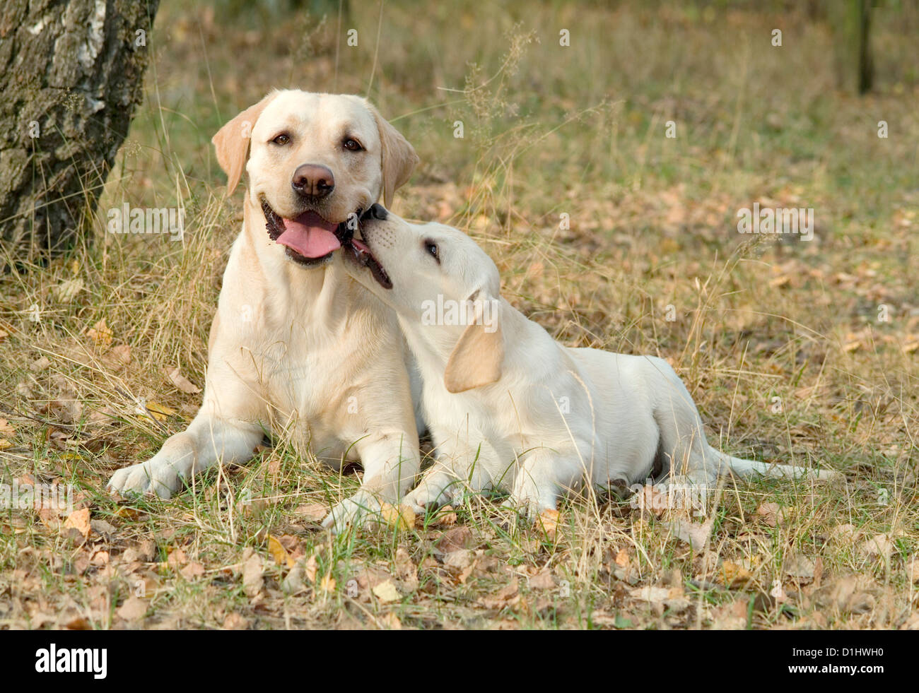 Labrador Retriever Hunde Stockfoto