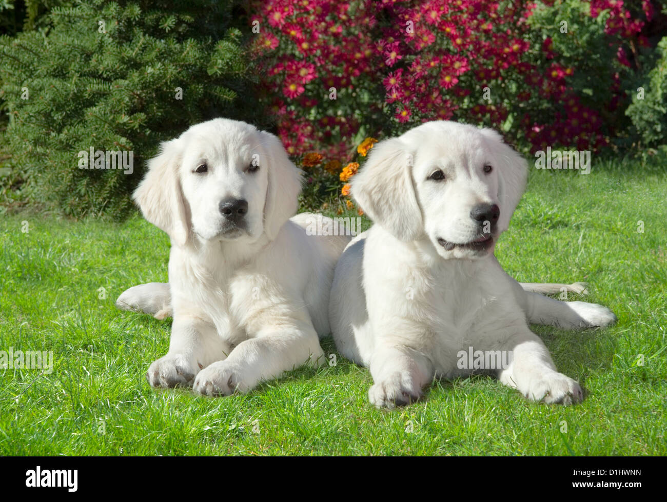 Zwei Golden Retriever Hunde im Garten Stockfoto