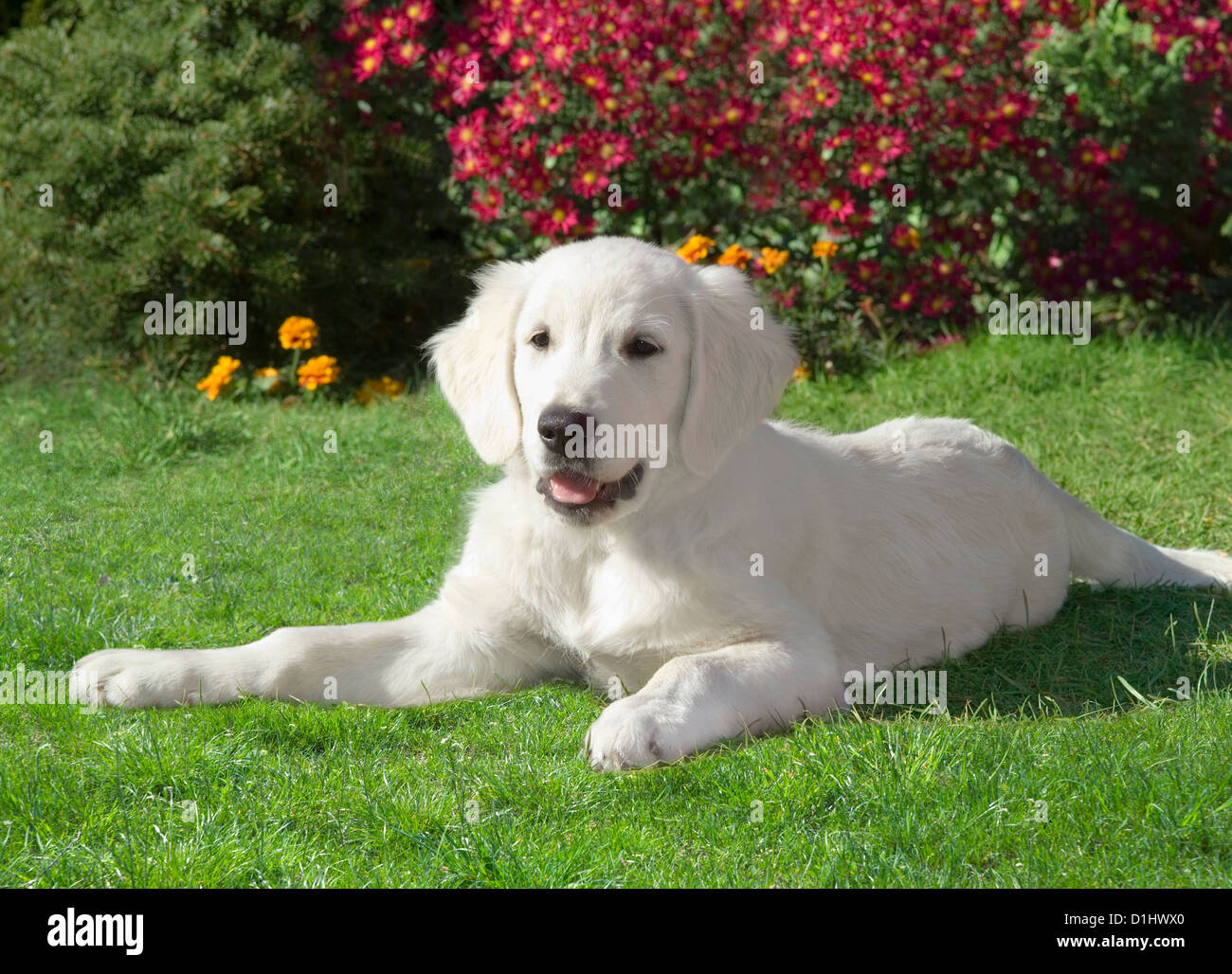 Golden Retriever Hund im Garten Stockfoto
