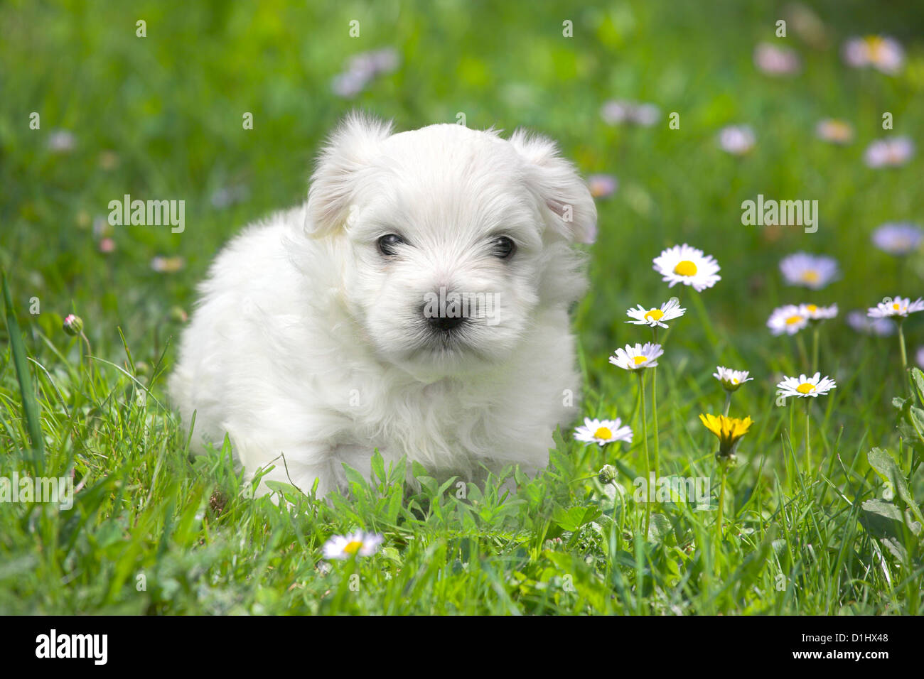 Malteser Welpen in der Wiese Stockfoto
