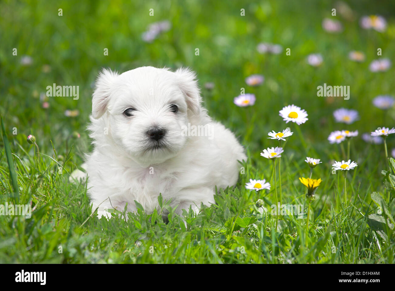 Malteser Welpen in der Wiese Stockfoto
