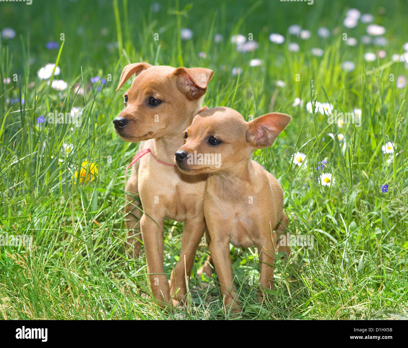 Zwergpinscher Welpen im Garten Stockfoto