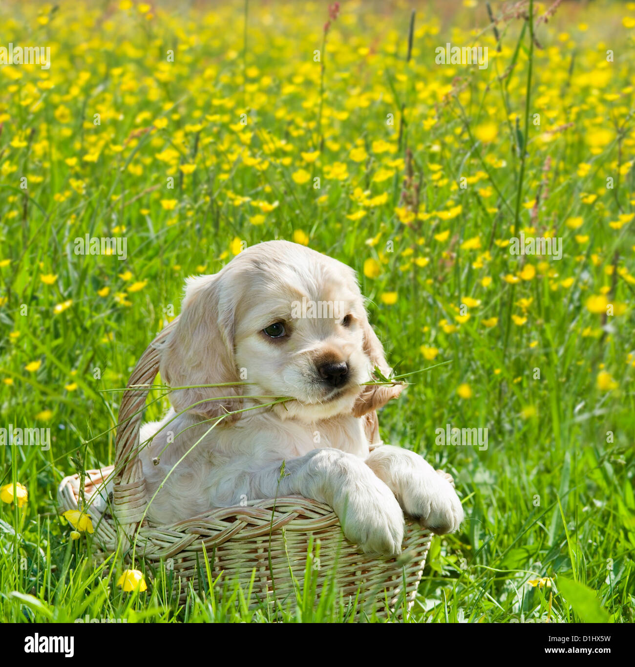 Young English Cocker Spaniel Hund Welpe im Korb Stockfoto