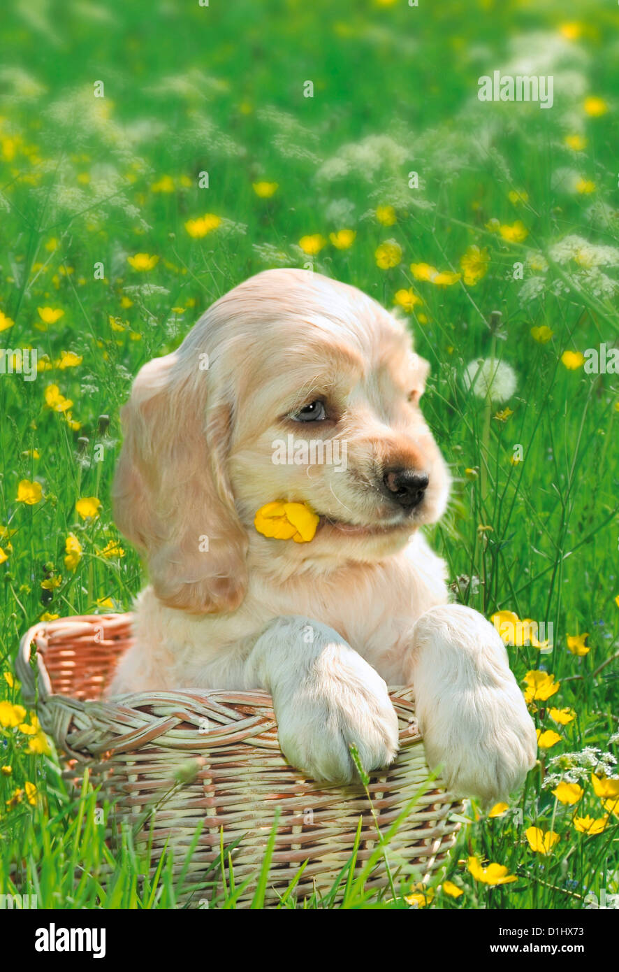 Young English Cocker Spaniel Hund Welpe im Korb Stockfoto