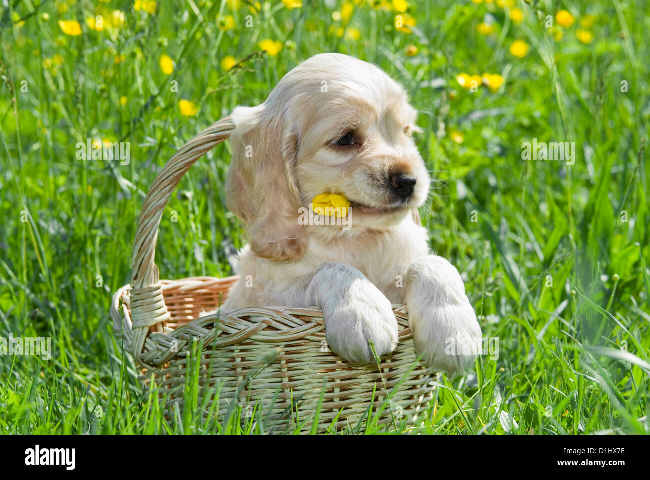 Outdoor Portrait des jungen English Cocker Spaniel Hund Welpen Stockfoto