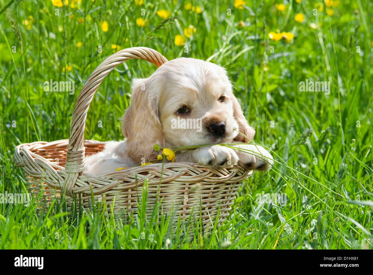 Young English Cocker Spaniel Hund Welpe im Korb Stockfoto