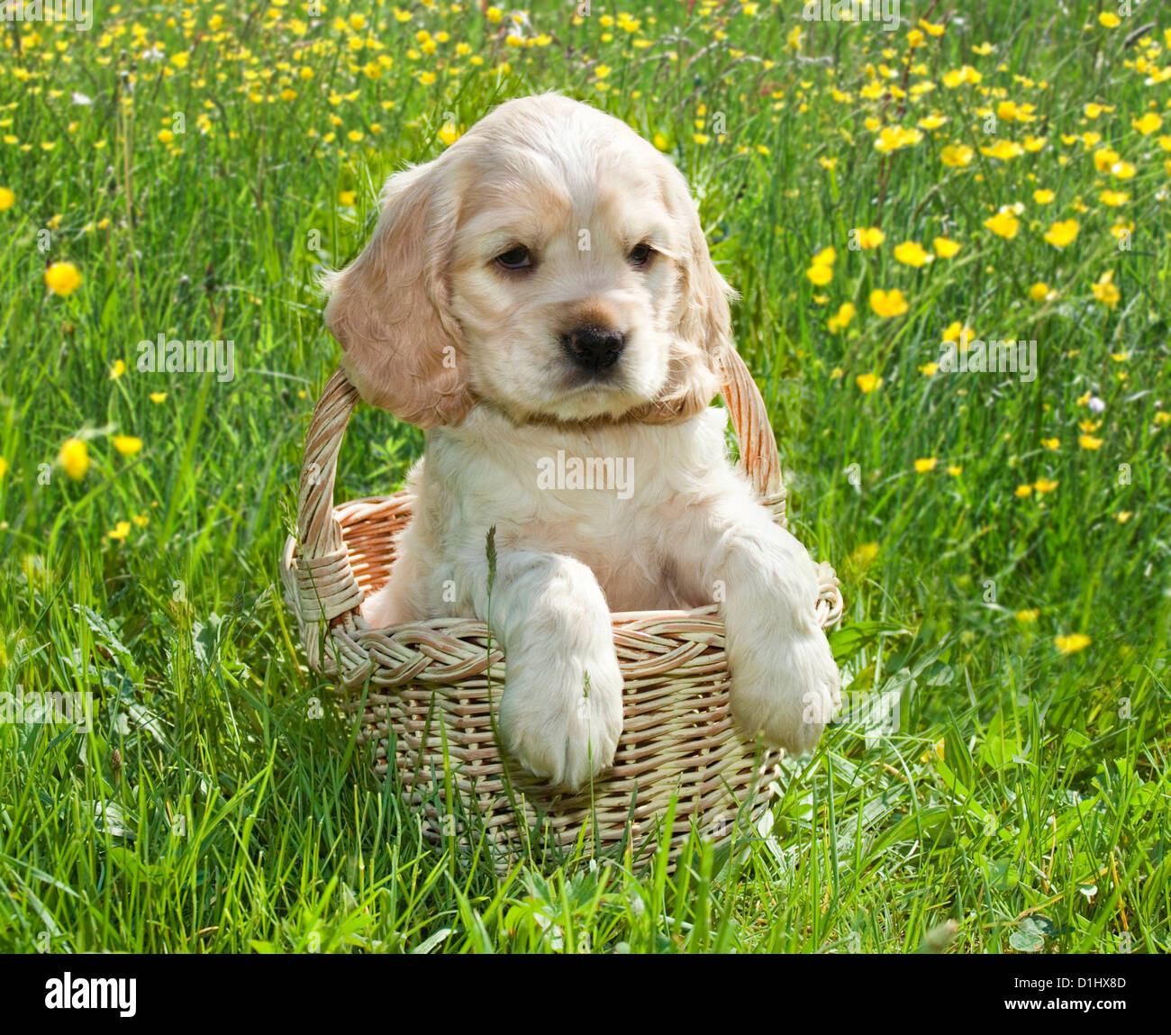 Young English Cocker Spaniel Hund Welpe im Korb Stockfoto