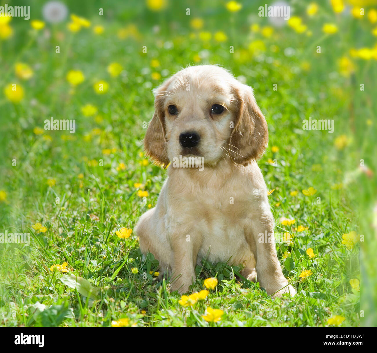 Young English Cocker Spaniel Hund Welpen in der Wiese Stockfoto