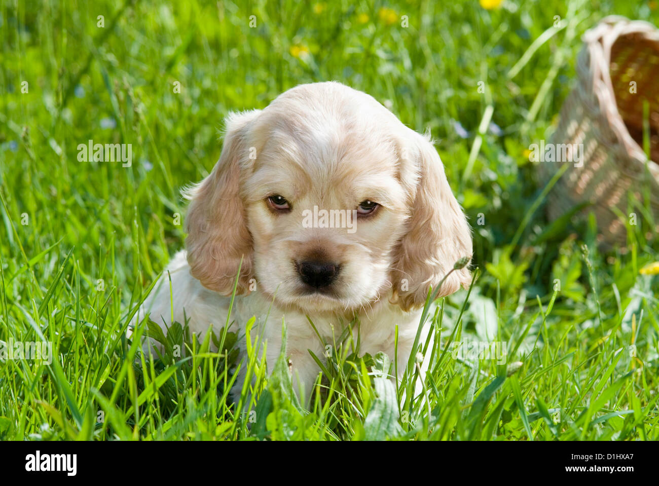 Young English Cocker Spaniel Hund Welpen in die gras Stockfoto